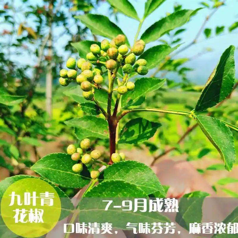 阳台种花椒树竟能当年结果？背后高产种植秘籍大揭秘，掌握方法让你在家轻松收获满枝花椒