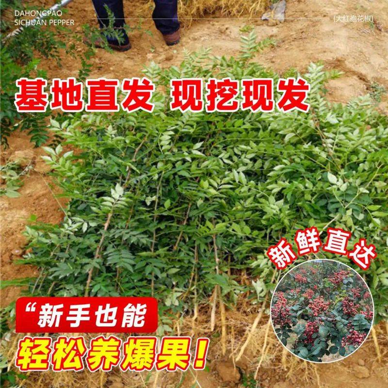 花椒树的种植方法图片