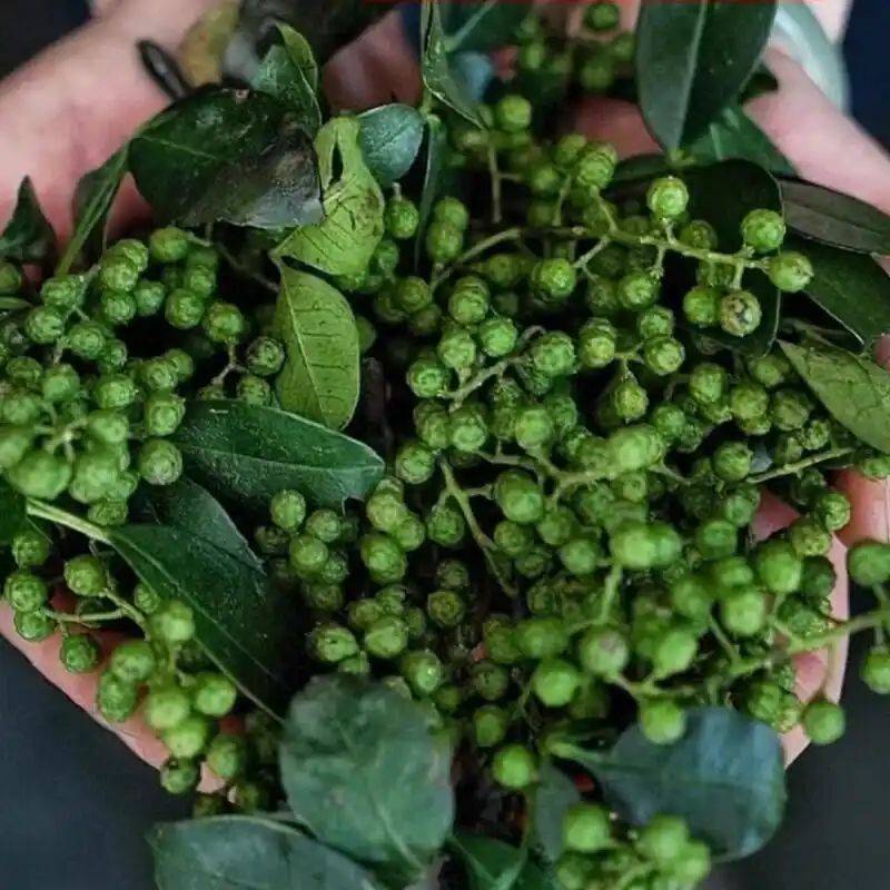 花椒树的种植方法图片