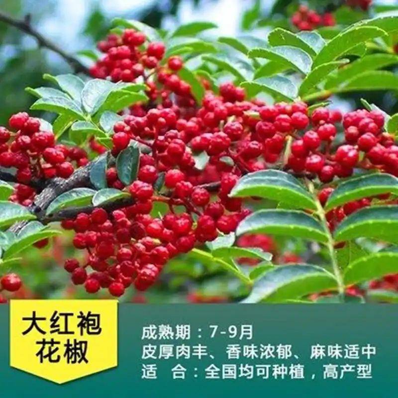 花椒树的种植方法图片