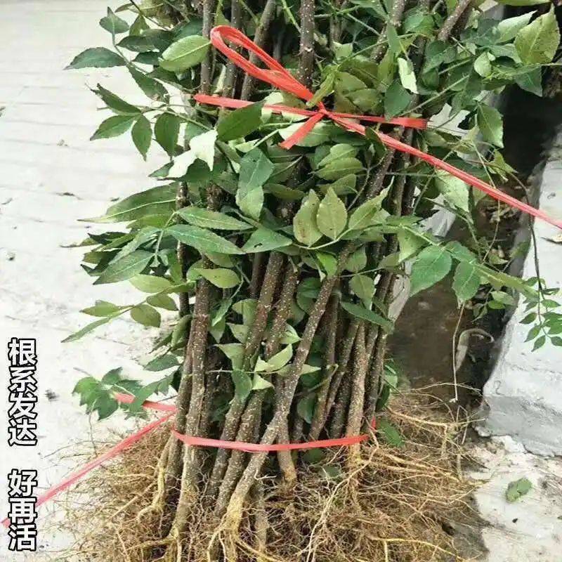 花椒树的种植方法图片