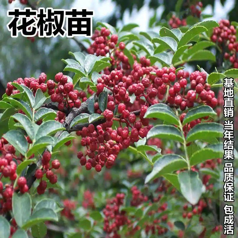 花椒树的种植方法图片