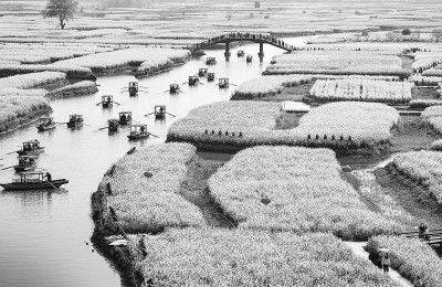 物候规律的诗句