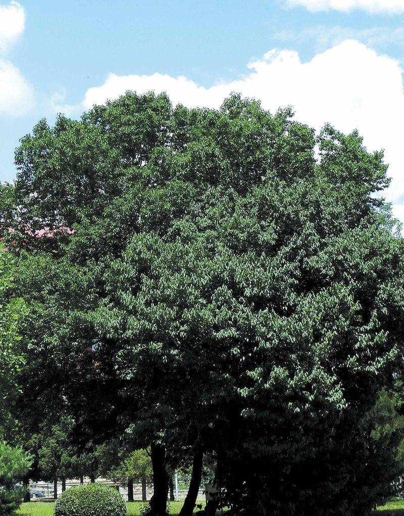 杜仲种子怎么种植技术