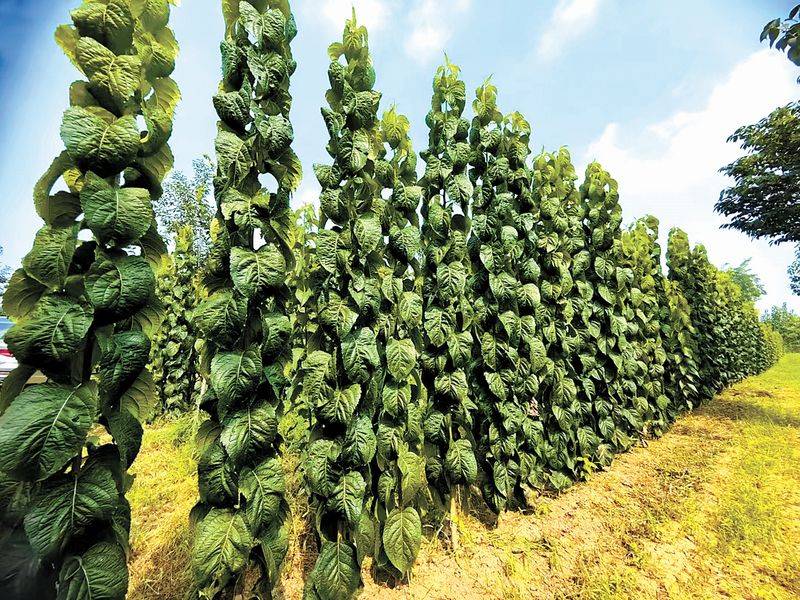 杜仲种子怎么种植技术