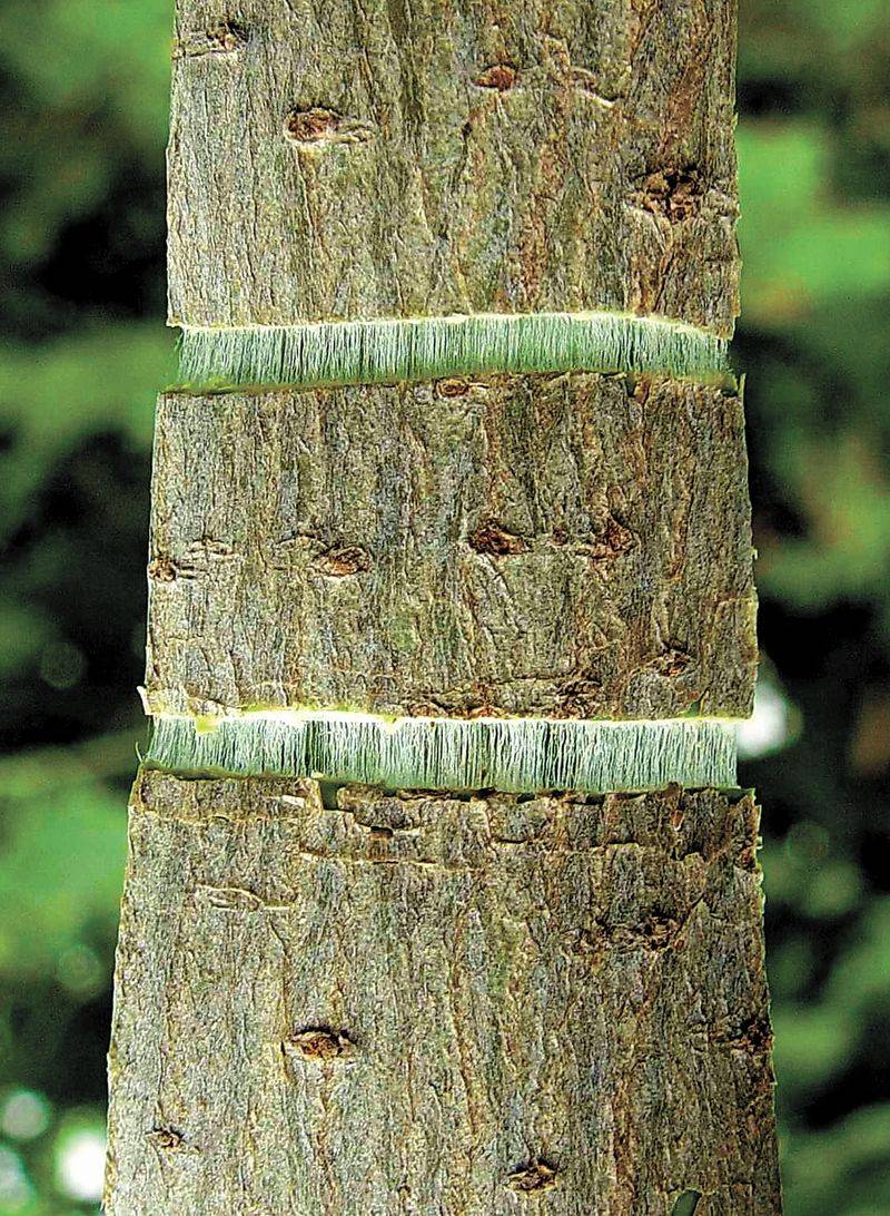 杜仲种子怎么种植技术