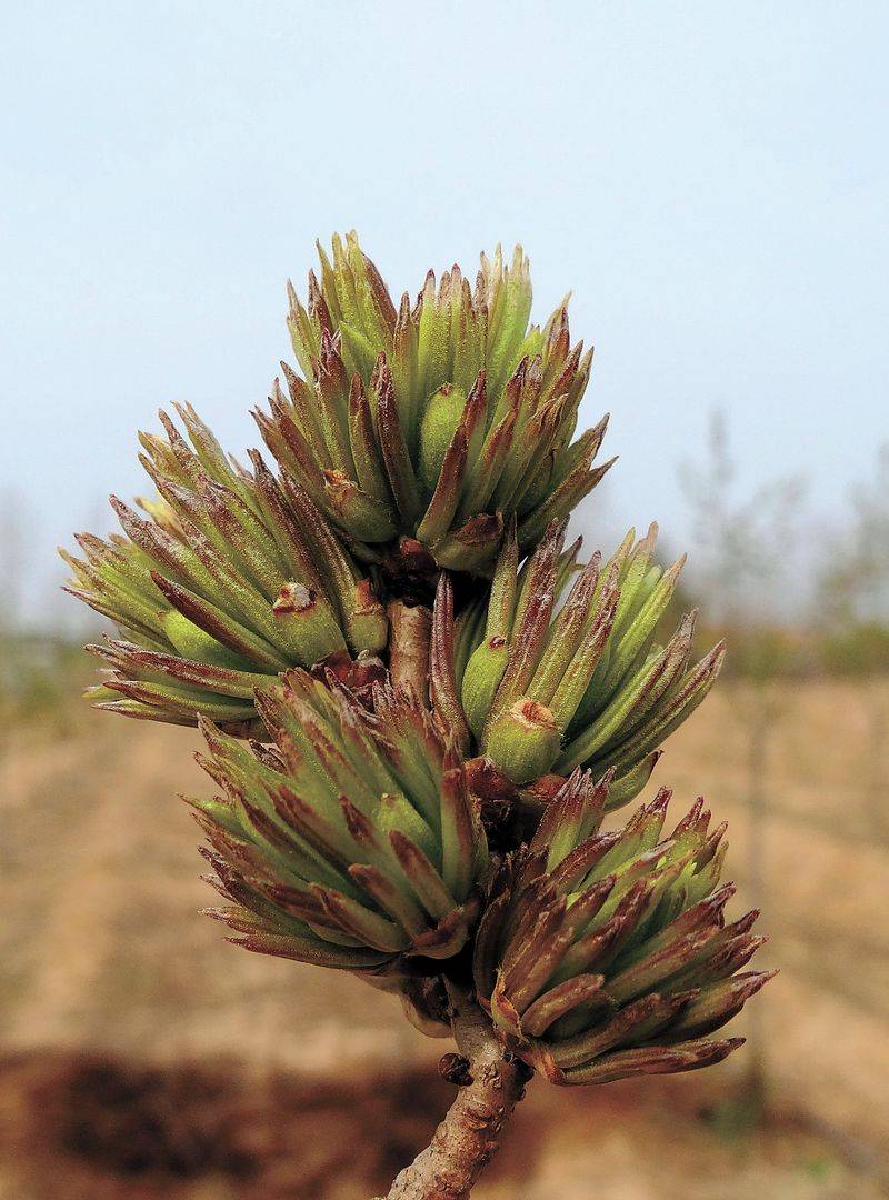 杜仲种子怎么种植技术