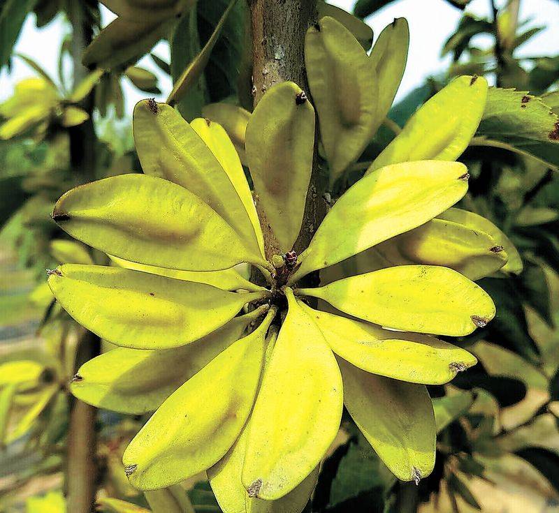 杜仲种子怎么种植技术