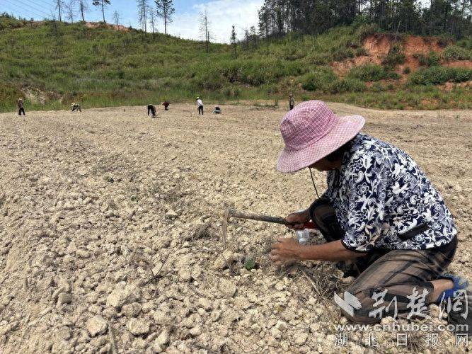 黄蜀葵的种植方法
