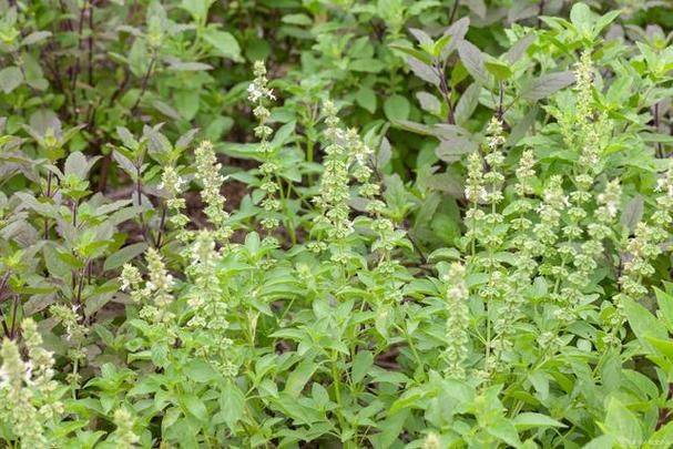 荆芥的种植技术