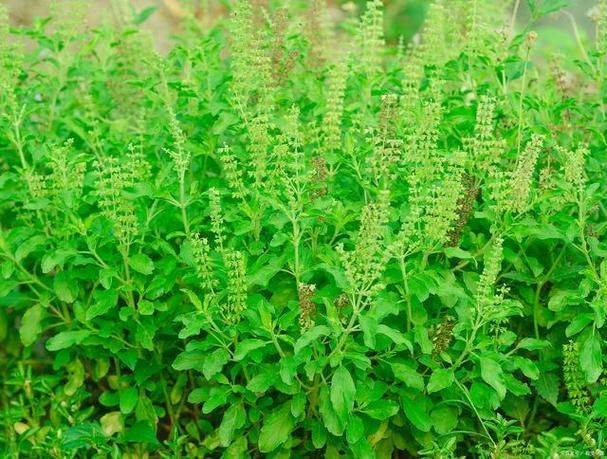 荆芥的种植技术