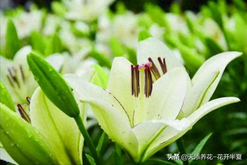 百合花种植方法