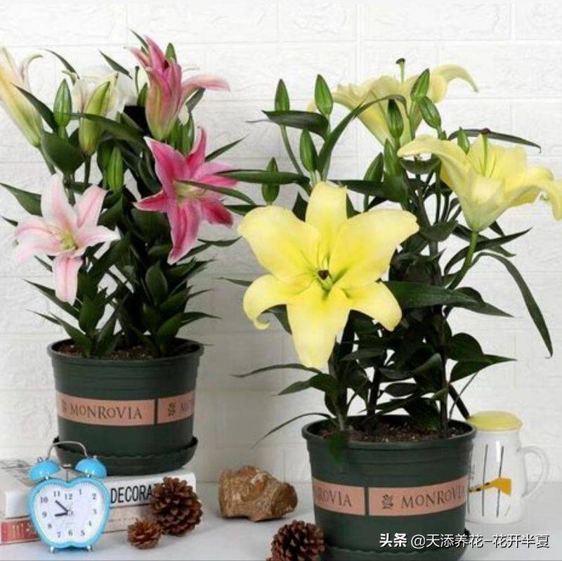 百合花种植方法