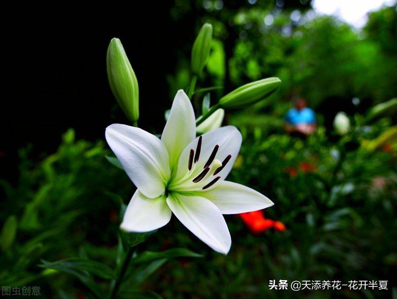 百合花种植方法