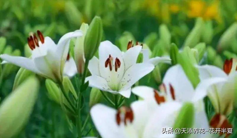 百合花种植方法