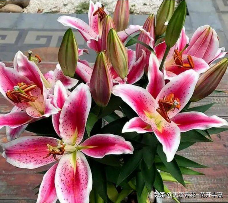 百合花种植方法