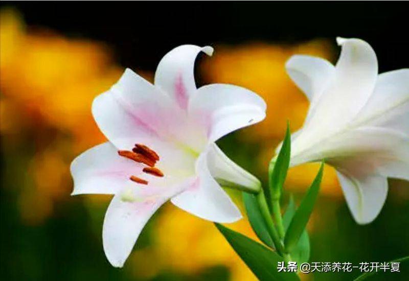 百合花种植方法