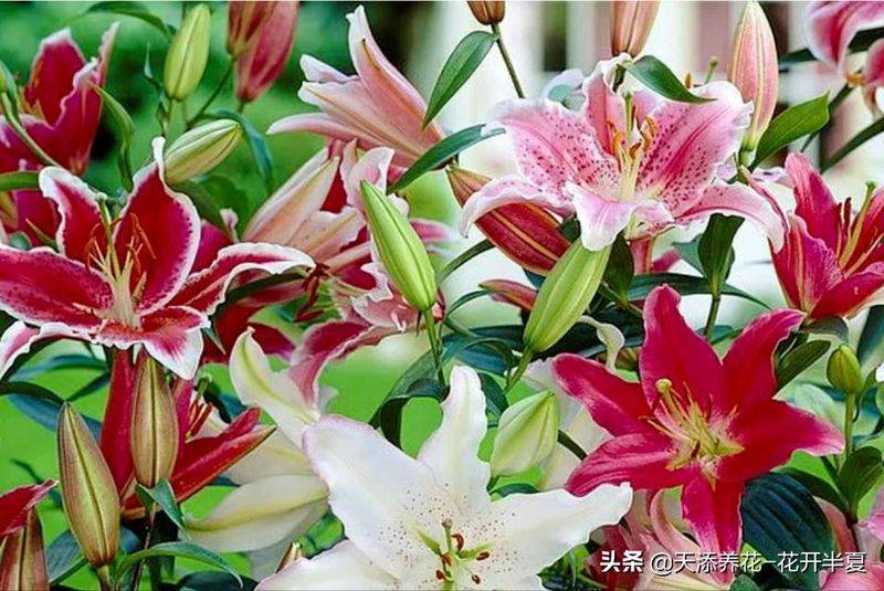 百合花种植方法