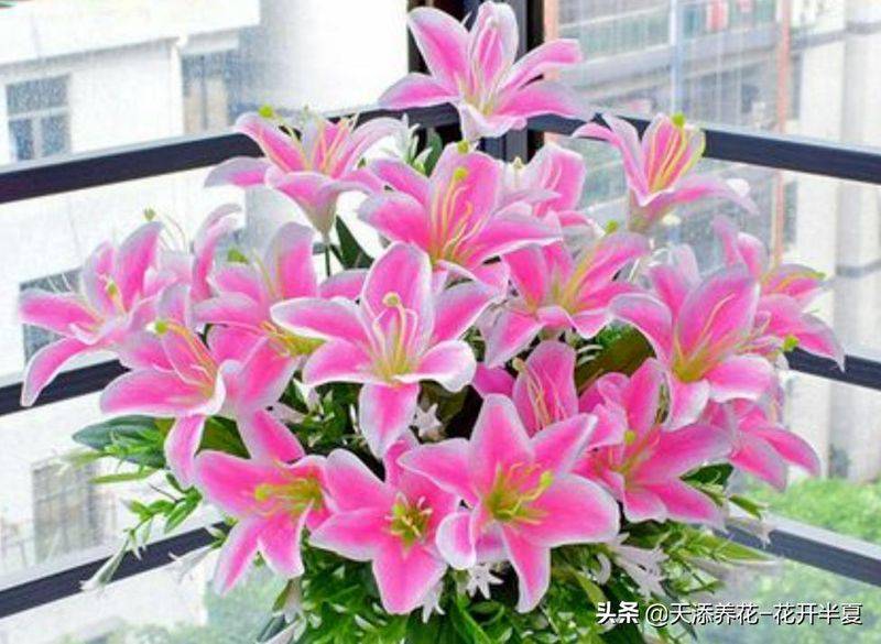 百合花种植方法