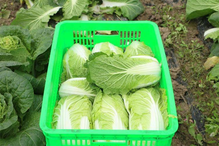 蔬菜采后技术系列之白菜夏季采后管理