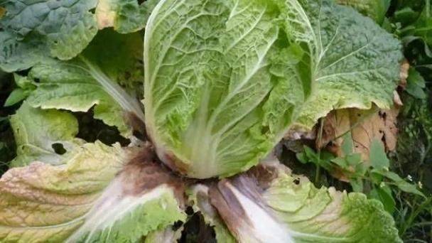 小白菜种植技术视频