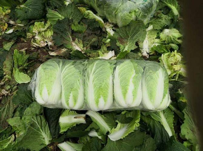 小白菜种植技术视频