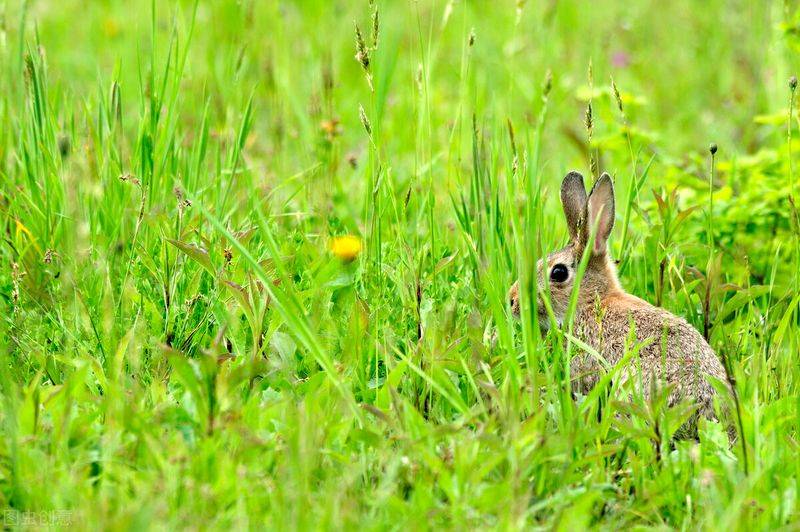 俄罗斯饲料菜种子种植技术