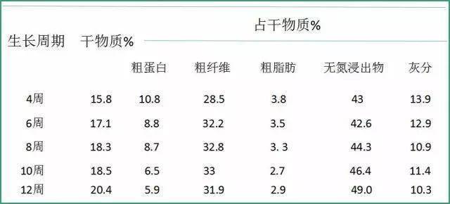 俄罗斯饲料菜种子种植技术