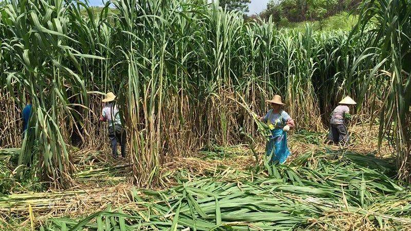 俄罗斯饲料菜种子种植技术