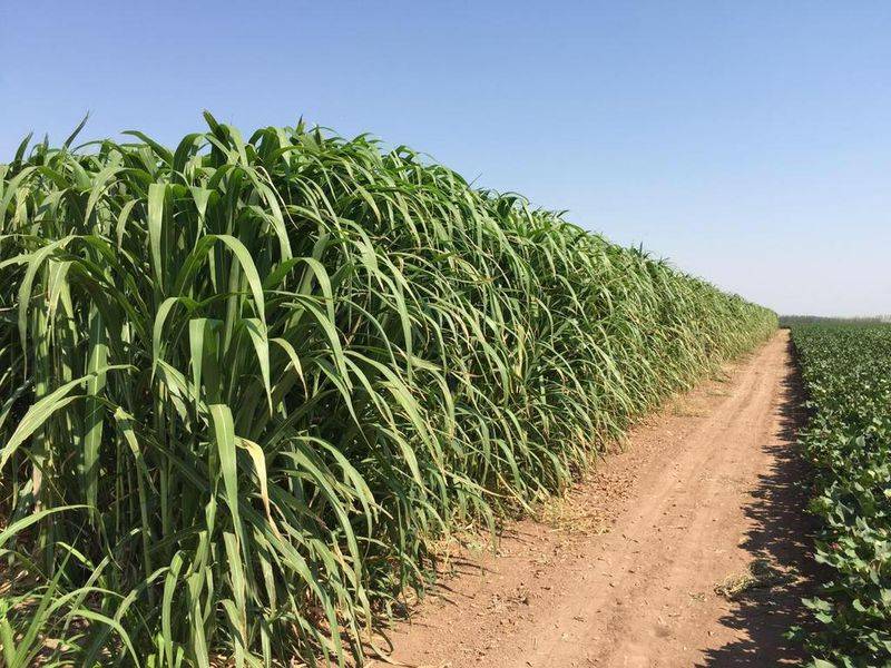俄罗斯饲料菜种子种植技术