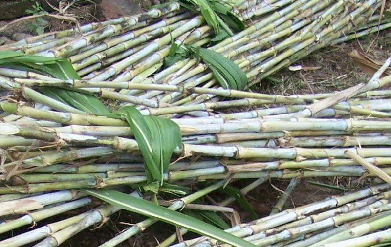 俄罗斯饲料菜种子种植技术