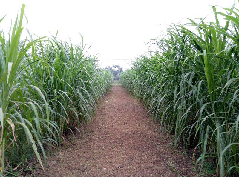 俄罗斯饲料菜种子种植技术