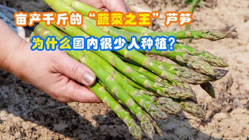 云杉树苗种植方法