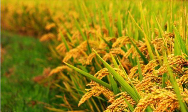 物候规律的诗句