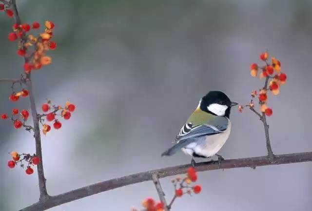 物候规律的诗句