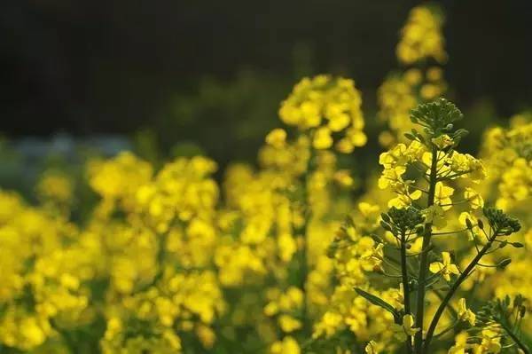 物候规律的诗句