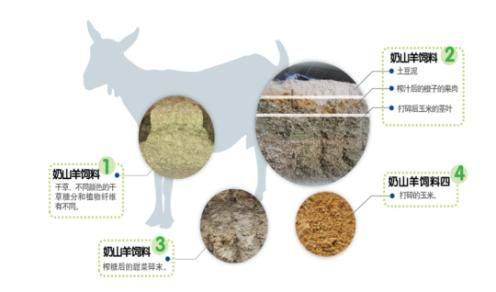 荷兰进口奶源特点