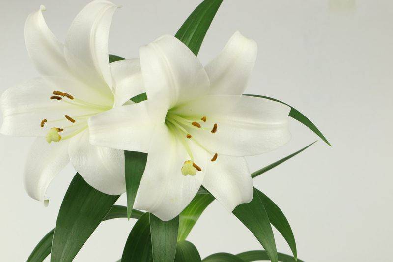 百合花种植方法