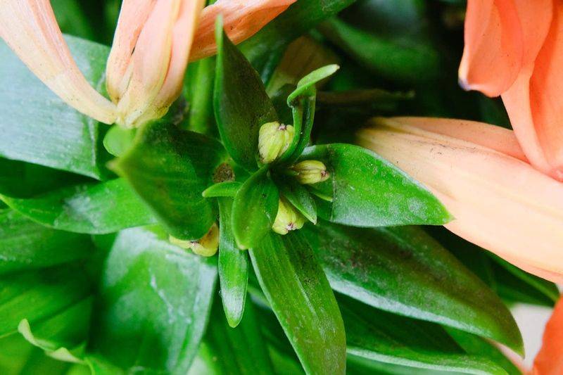 百合花种植方法