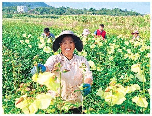 黄蜀葵的种植方法