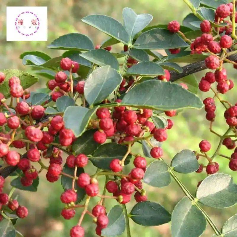 花椒树的种植方法图片