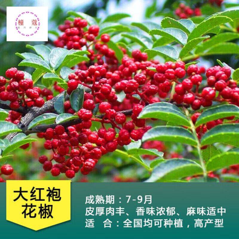 花椒树的种植方法图片