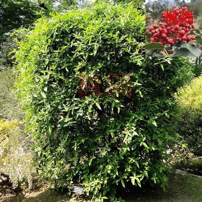 花椒树的种植方法图片