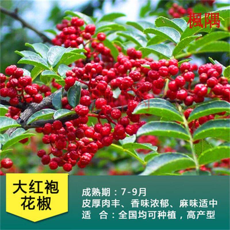 花椒树的种植方法图片