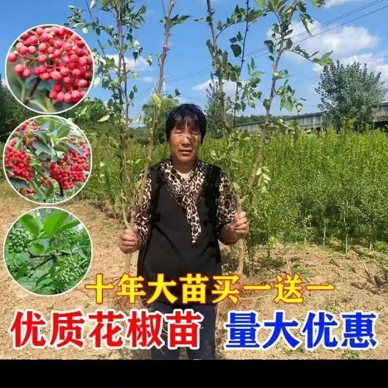 花椒树的种植方法图片