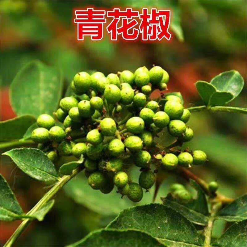 花椒树的种植方法图片