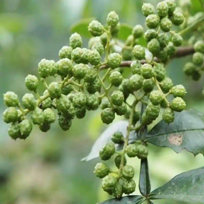 花椒树的种植方法图片