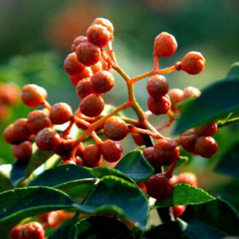 花椒树的种植方法图片