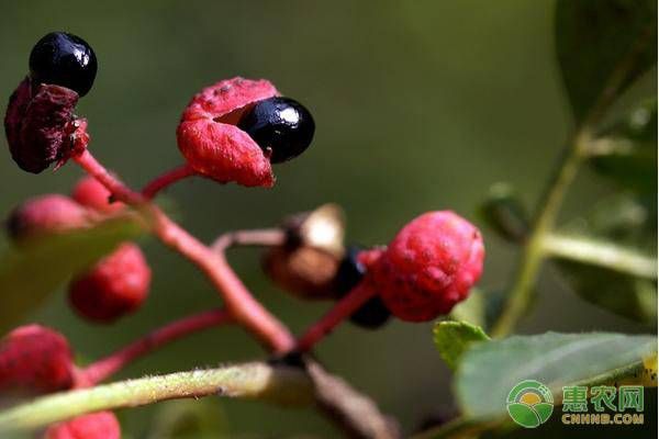 花椒树的种植方法图片