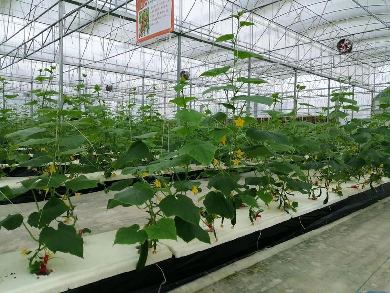 水果木瓜种植技术